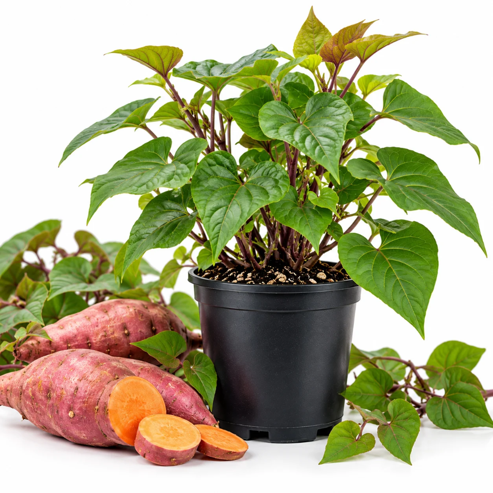 Sweet Potato Live Plant in 4 Inch Pot, 4-6 Inches Tall Starter Vegetable Plant for Outdoor Garden