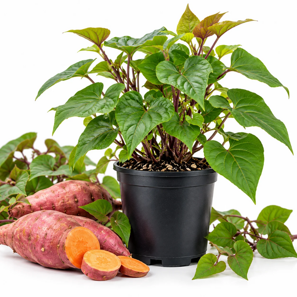 Sweet Potato Live Plant in 4 Inch Pot, 4-6 Inches Tall Starter Vegetable Plant for Outdoor Garden