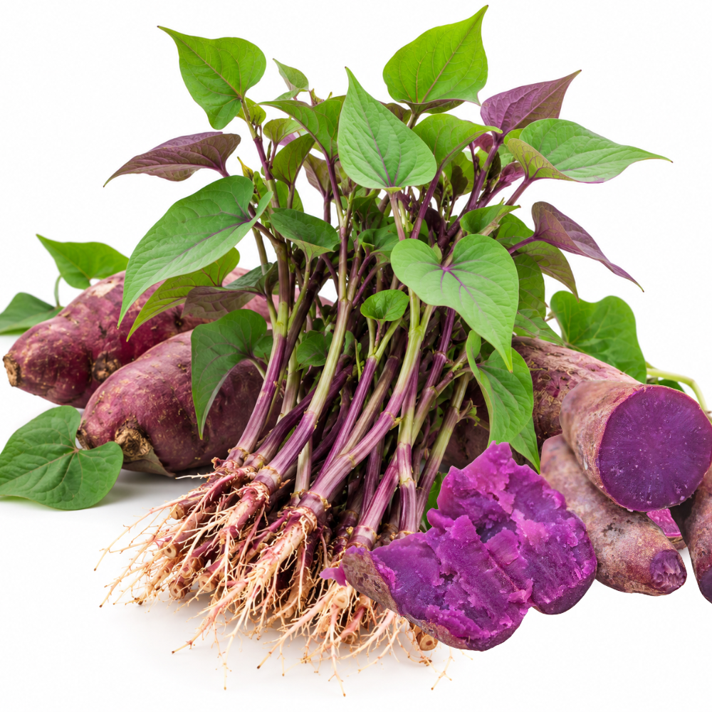 Purple Sweet Potato Slips, 10 Pack Live Plant Starts for Outdoor Vegetable Garden