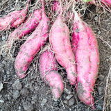 Sweet Potato Live Plant in 4 Inch Pot, 4-6 Inches Tall Starter Vegetable Plant for Outdoor Garden