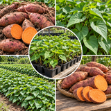 Sweet Potato Live Plant in 4 Inch Pot, 4-6 Inches Tall Starter Vegetable Plant for Outdoor Garden