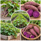 Purple Sweet Potato Slips, 10 Pack Live Plant Starts for Outdoor Vegetable Garden