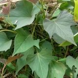 Sweet Potato Live Plant in 4 Inch Pot, 4-6 Inches Tall Starter Vegetable Plant for Outdoor Garden
