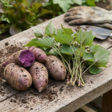 Purple Sweet Potato Slips, 10 Pack Live Plant Starts for Outdoor Vegetable Garden