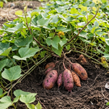 Sweet Potato Live Plant in 4 Inch Pot, 4-6 Inches Tall Starter Vegetable Plant for Outdoor Garden