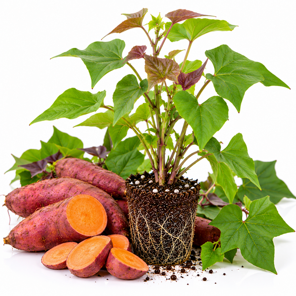 Live Sweet Potato Starter Plant, 4 Inch Pot, 4-6" Tall Potted Garden Vine for Home Garden and Patio Beds