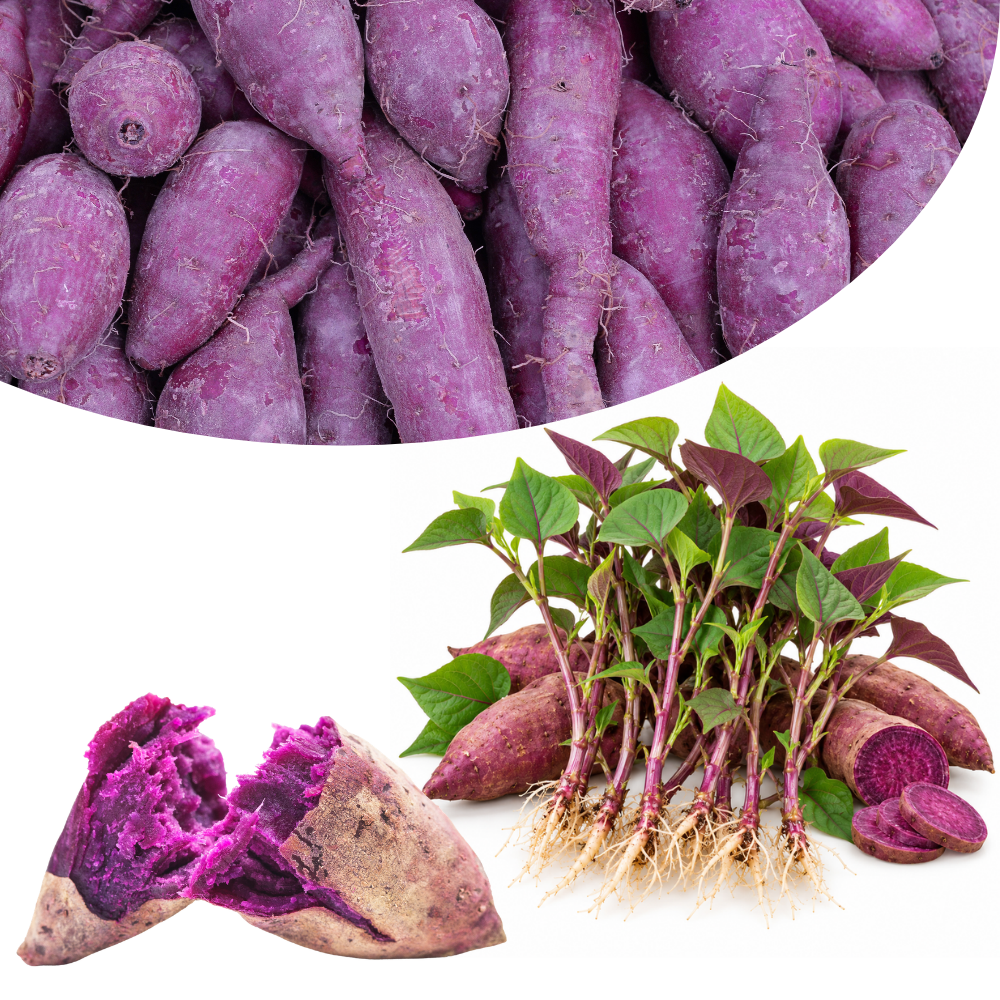 10 Purple Potato Slips Live Plants, Starter Vegetable Rooted Cuttings for Garden Beds