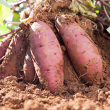 Live Sweet Potato Starter Plant, 4 Inch Pot, 4-6" Tall Potted Garden Vine for Home Garden and Patio Beds
