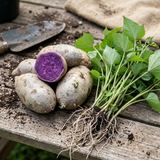 10 Purple Potato Slips Live Plants, Starter Vegetable Rooted Cuttings for Garden Beds