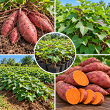 Live Sweet Potato Starter Plant, 4 Inch Pot, 4-6" Tall Potted Garden Vine for Home Garden and Patio Beds