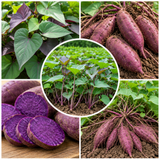 10 Purple Potato Slips Live Plants, Starter Vegetable Rooted Cuttings for Garden Beds