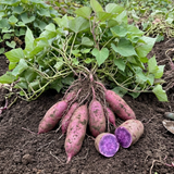 10 Purple Potato Slips Live Plants, Starter Vegetable Rooted Cuttings for Garden Beds