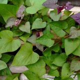 Live Sweet Potato Starter Plant, 4 Inch Pot, 4-6" Tall Potted Garden Vine for Home Garden and Patio Beds
