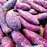 10 Purple Potato Slips Live Plants, Starter Vegetable Rooted Cuttings for Garden Beds