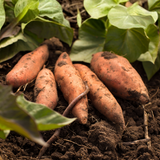 Live Sweet Potato Starter Plant, 4 Inch Pot, 4-6" Tall Potted Garden Vine for Home Garden and Patio Beds
