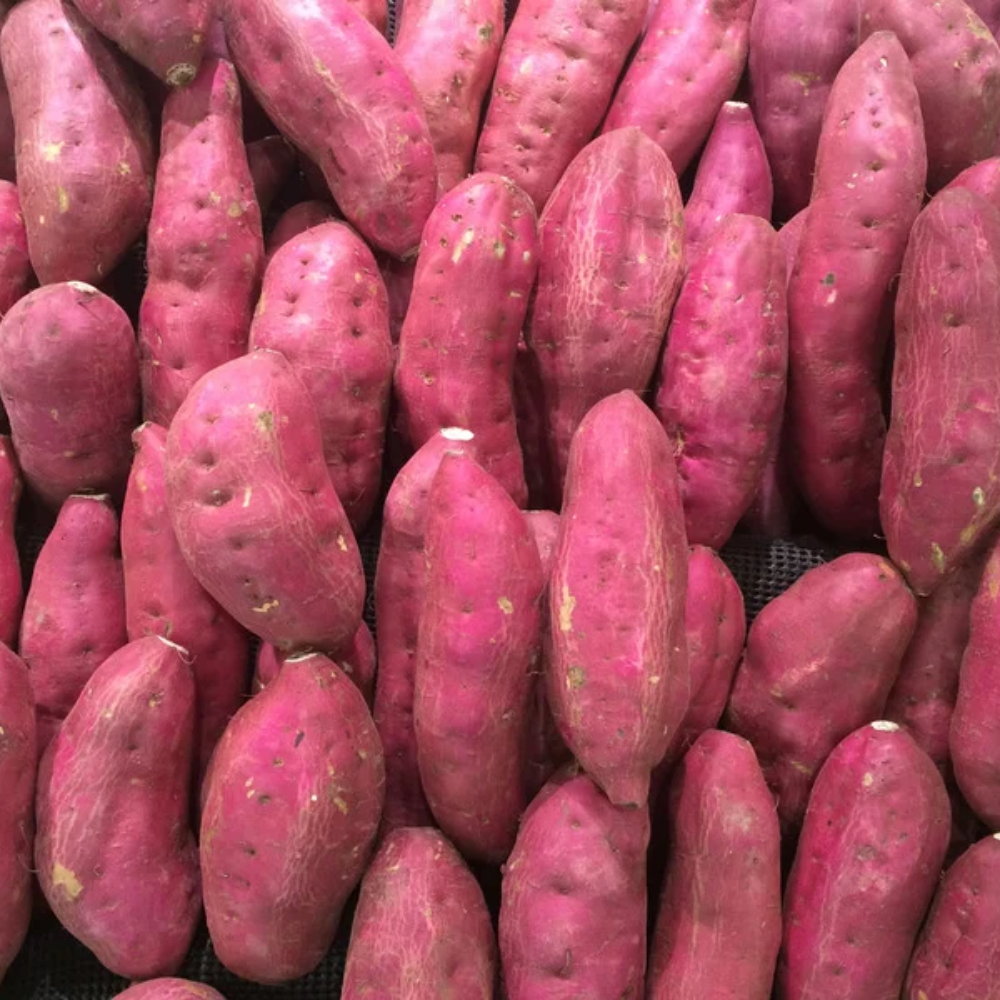 Sweet Potato Starter Plant in 4 Inch Pot, 4-6 Inches Tall Garden Vegetable for Patio and Raised Beds