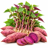 Live Purple Sweet Potato Slips, Set of 10 Plants for Home Garden and Patio Containers