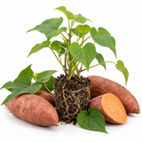 Sweet Potato Starter Plant in 4 Inch Pot, 4-6 Inches Tall Garden Vegetable for Patio and Raised Beds