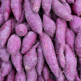 Live Purple Sweet Potato Slips, Set of 10 Plants for Home Garden and Patio Containers