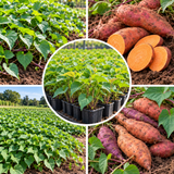 Sweet Potato Starter Plant in 4 Inch Pot, 4-6 Inches Tall Garden Vegetable for Patio and Raised Beds