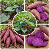 Live Purple Sweet Potato Slips, Set of 10 Plants for Home Garden and Patio Containers