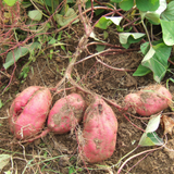 Sweet Potato Starter Plant in 4 Inch Pot, 4-6 Inches Tall Garden Vegetable for Patio and Raised Beds