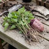 Live Purple Sweet Potato Slips, Set of 10 Plants for Home Garden and Patio Containers