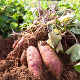 Sweet Potato Starter Plant in 4 Inch Pot, 4-6 Inches Tall Garden Vegetable for Patio and Raised Beds