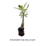 Red Desert Rose Live Plant 4-7 Inches Tall
