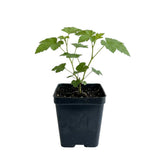 Thimbleberry Live Plant, Berry Plant, 3-5 Inch Tall