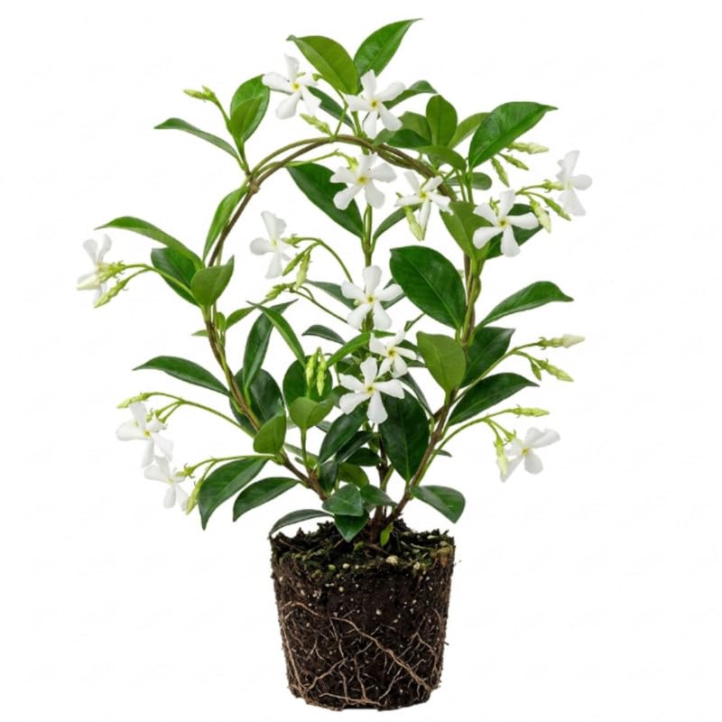 Climbing Star Jasmine Live Plant, 4-7" Tall