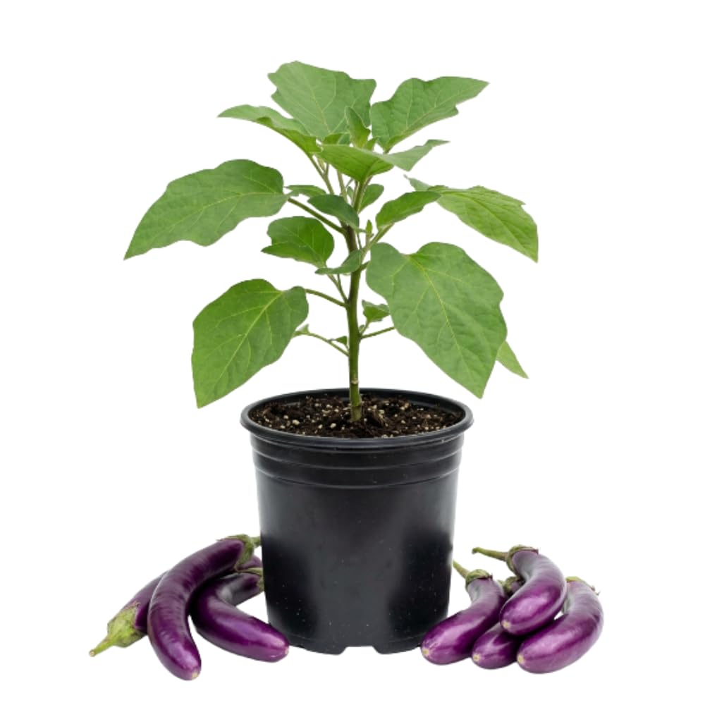 Long Purple Eggplant Plant Live, 8 Inch Tall, 4 Inch Pot