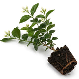 Maid of Orleans Jasmine Live Plant, 4-7" Tall