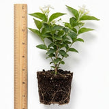 Maid of Orleans Jasmine Live Plant, 4-7" Tall