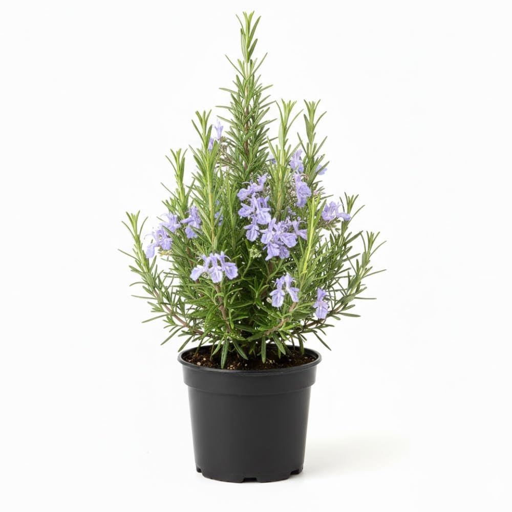 Rosemary Live Plant 4-7 Inch Tall