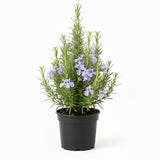 Rosemary Live Plant 4-7 Inch Tall