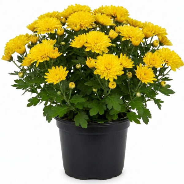 2 Yellow Chrysanthemum Live Plants - 3-6 Inch Tall