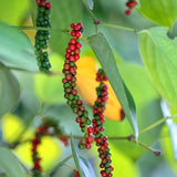 Sets 2 Piper Nigrum Trees Live Plant, Black Pepper Plants Live for Outdoor Planting, 4-7" in Tall, No Pot, Very Hardy