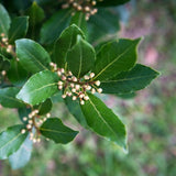 2 Laurus Nobilis Live Plants, Bay Leaf Herb Tree, 4-7 Inch Tall