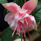 Pink Fuchsia Live Plant, Long Blooming Flower, 5 Inch Pot