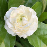 Grand Duke of Tuscany Jasmine Live Plant, 4-7" Tall