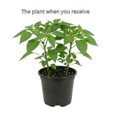 Hot Red Pepper Plant Live 4" Pot, 3–6" Tall, 2 Plant Per Pot