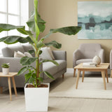 Dwarf Cavendish Banana Plant Live, Sweet Fruit Banana Tree 4-7 Inch Tall