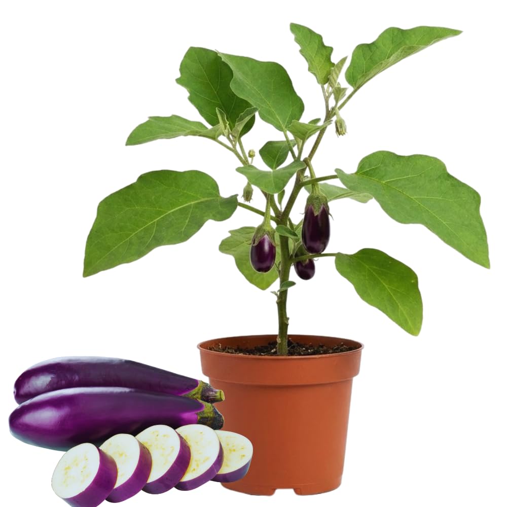 Purple Eggplant Live Plant, 4 Inch Pot