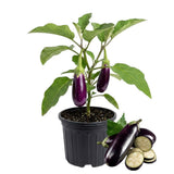 Eggplant Plant Live in 4 Inch Pot