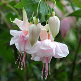 Light Pink Fuchsia Live Plant, Long Blooming Flower, 5 Inch Pot