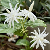 Belle of India Jasmine Live Plant, 4-7" Tall