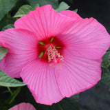 4 Pink Red Hibiscus Plants Live, Tropical Flower Plant, 4-8 Inch Tall