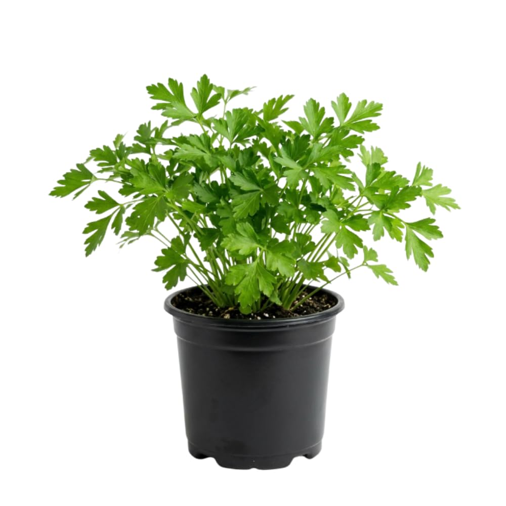 Parsley Plant Live, Garden Herb Plant, 4-6 Inch Tall, 4 Inch Pot