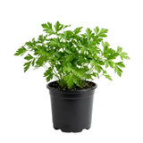 Parsley Plant Live, Garden Herb Plant, 4-6 Inch Tall, 4 Inch Pot